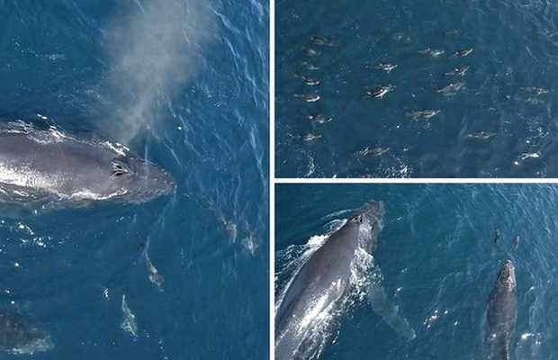 1.500 con cá heo bao vây mẹ con cá voi lưng gù: Nguyên nhân đằng sau làm ai cũng bất ngờ - Ảnh 1.