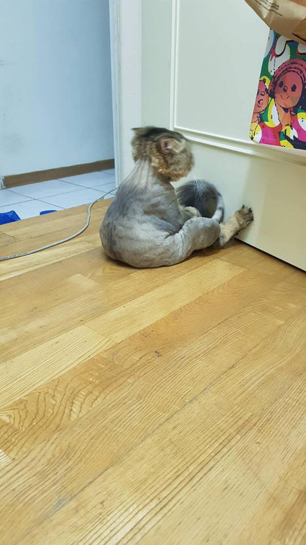 Chú mèo úp mặt vào tường, hờn dỗi cả thế giới vì bị cạo lông làm đẹp - Ảnh 2.