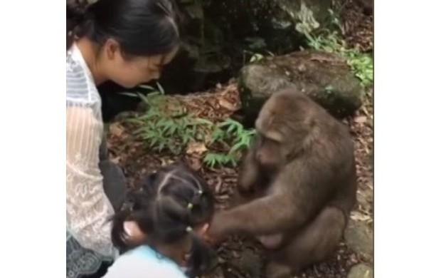 Trung Quốc: Cùng mẹ cho khỉ ăn ở vườn thú, bé gái bất ngờ bị con vật... đấm vào mặt - Ảnh 1.