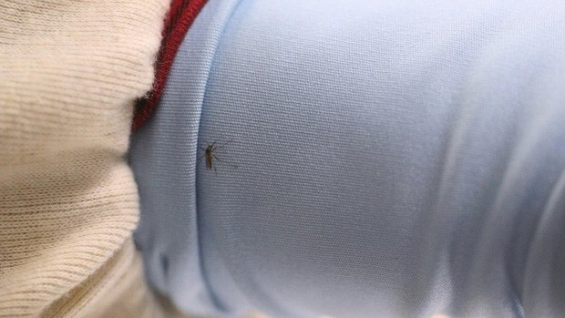Video thú vị này cho bạn thấy mắc màn là cách chống muỗi đốt hiệu quả nhất, nhưng khi không có màn thì sao? - Ảnh 5.
