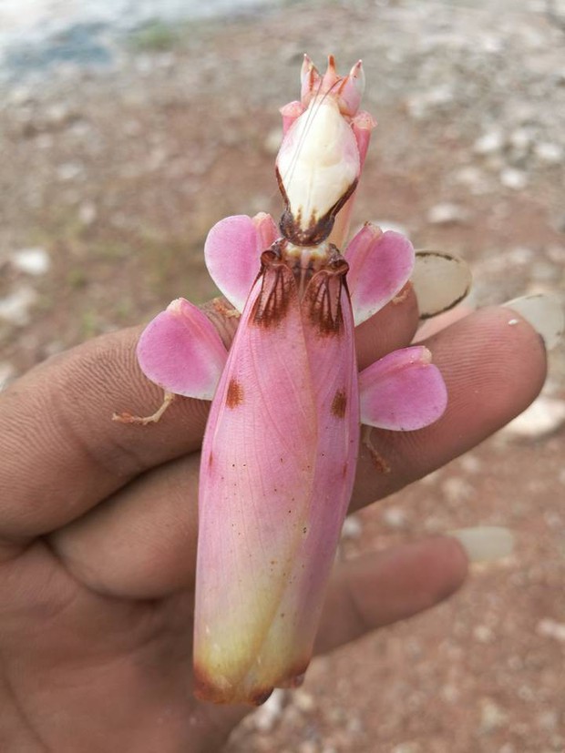 Bắt được bọ ngựa hồng hồng tuyết tuyết đậm chất bánh bèo, thanh niên đăng đàn hỏi cư dân mạng xem thuộc giống gì - Ảnh 2.
