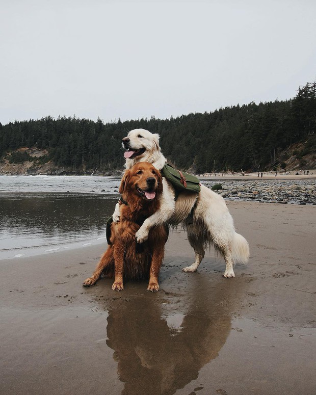 The touching story of two dogs who always stick together like a picture with a ball, owning nearly 500 thousand followers on Instagram - Photo 4.