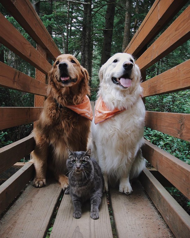 The touching story of two dogs who always stick together like a picture with a ball, owning nearly 500 thousand followers on Instagram - Photo 2.