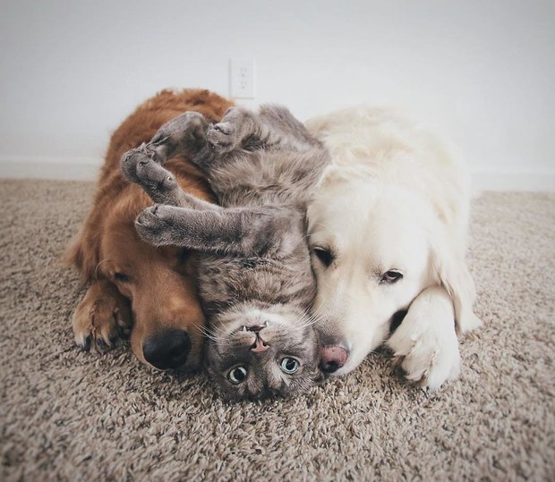 The touching story of two dogs who always stick together like a picture with a ball, owning nearly 500 thousand followers on Instagram - Photo 2.