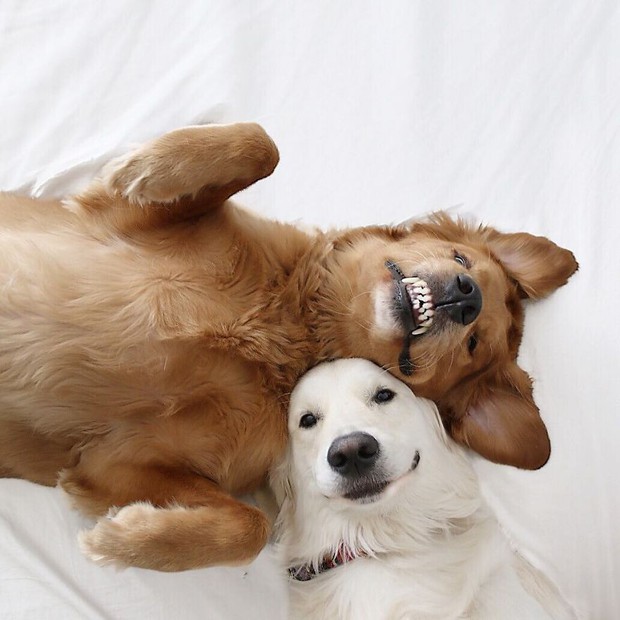 Câu chuyện cảm động của 2 chú chó lúc nào cũng dính lấy nhau như hình với bóng, sở hữu gần 500 nghìn lượt follow trên Instagram - Ảnh 7.
