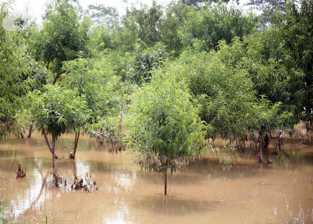 Hà Nội: Nước sông Hồng dâng cao, nông dân trồng đào lo ngay ngáy vì hàng nghìn gốc đào bị ngập úng - Ảnh 4.