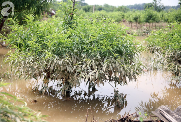 Hà Nội: Nước sông Hồng dâng cao, nông dân trồng đào lo ngay ngáy vì hàng nghìn gốc đào bị ngập úng - Ảnh 5.