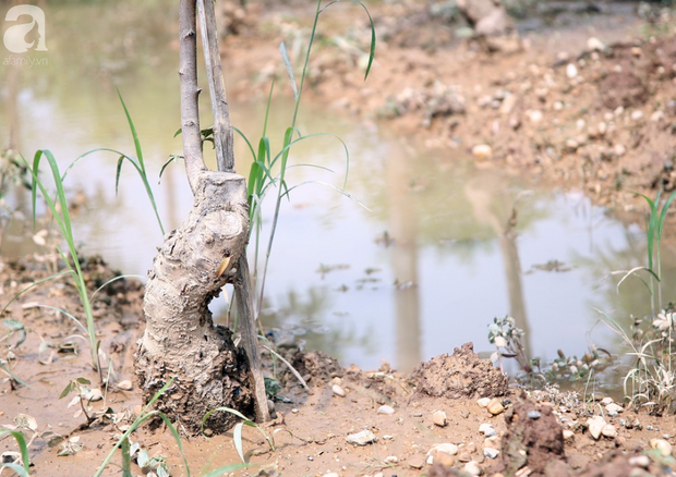 Hà Nội: Nước sông Hồng dâng cao, nông dân trồng đào lo ngay ngáy vì hàng nghìn gốc đào bị ngập úng - Ảnh 8.