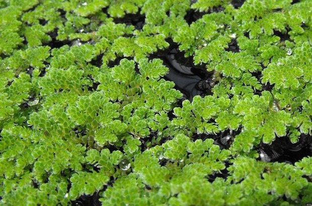 Có lẽ bạn không tin: Cây dương xỉ nhỏ này có thể giúp chống lại biến đổi khí hậu - Ảnh 2.
