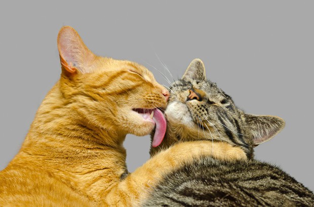 Why do cats lick you?  There are a lot of surprising truths behind that action that everyone who owns cats needs to know - Photo 2.