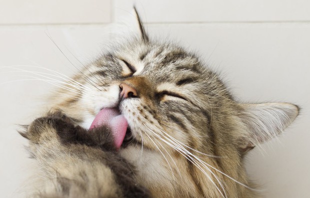 Why do cats lick you?  There are a lot of surprising truths behind that action that everyone who owns cats needs to know - Photo 1.