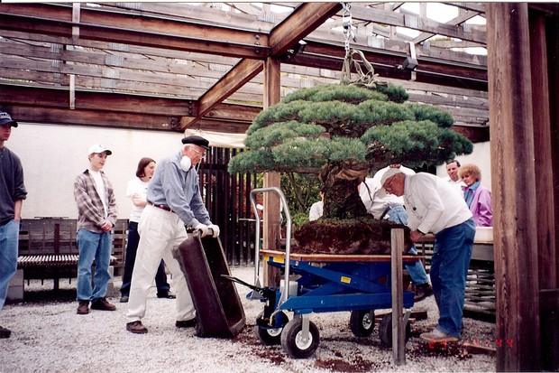 Câu chuyện của cây bonsai Nhật Bản 400 tuổi vẫn sống sót sau khi bom nguyên tử thả xuống Hiroshima - Ảnh 7.