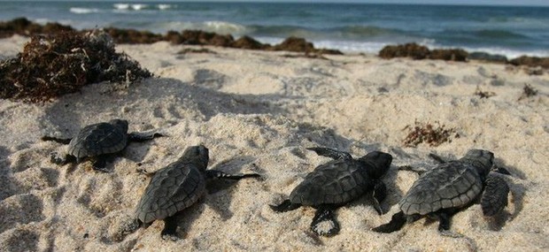 Tìm ra nguyên nhân khiến gần 300 con rùa biển chết hàng loạt tại bờ biển Florida - Ảnh 2.