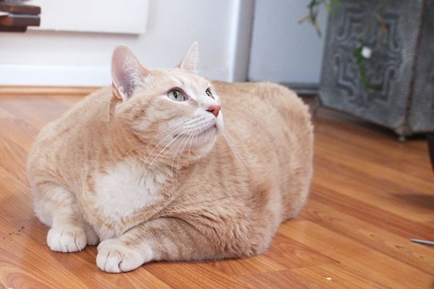 Ảnh: Hành trình giảm cân gian nan của chú mèo bị béo phì - Ảnh 12.
