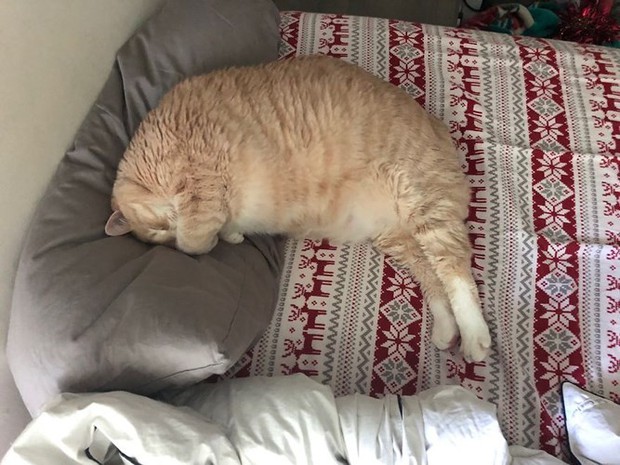 Ảnh: Hành trình giảm cân gian nan của chú mèo bị béo phì - Ảnh 13.