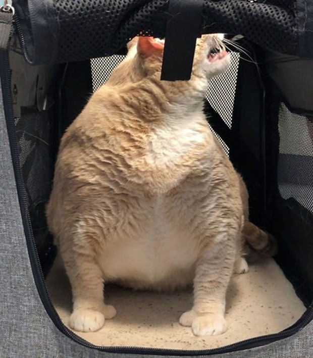 Ảnh: Hành trình giảm cân gian nan của chú mèo bị béo phì - Ảnh 17.