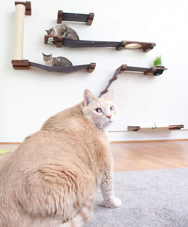 Ảnh: Hành trình giảm cân gian nan của chú mèo bị béo phì - Ảnh 22.