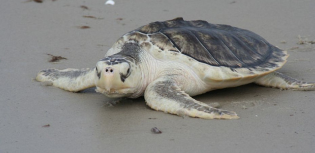 Tìm ra nguyên nhân khiến gần 300 con rùa biển chết hàng loạt tại bờ biển Florida - Ảnh 1.