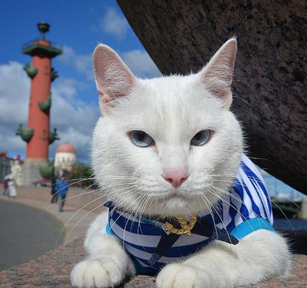 Những chú mèo nổi tiếng “làm việc” cho các viện bảo tàng ở Nga - Ảnh 3.
