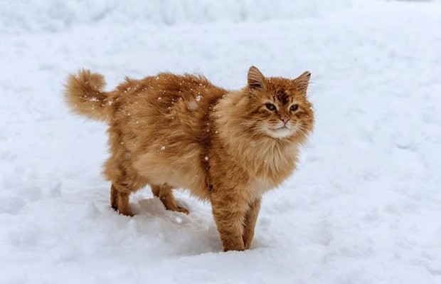 Những chú mèo nổi tiếng “làm việc” cho các viện bảo tàng ở Nga - Ảnh 10.