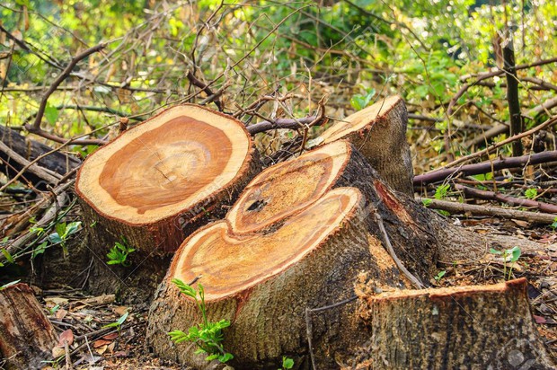 Nghịch lý: Diện tích cây xanh trên toàn cầu tăng lên đấy nhưng thực tế lại là điều đáng buồn - Ảnh 3.