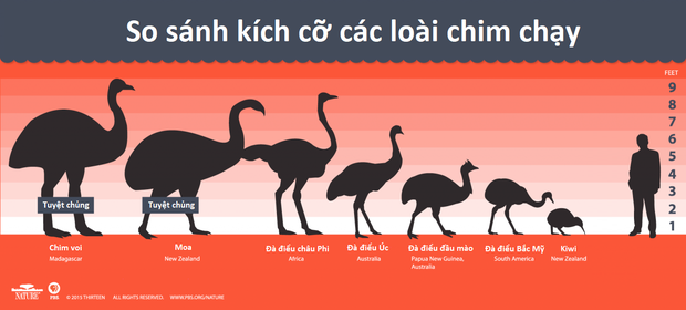 Loài chim kỳ lạ này tuy bé nhỏ nhưng đẻ trứng thì thuộc loại to nhất thế giới - Trò đùa của tạo hóa ư? - Ảnh 2.