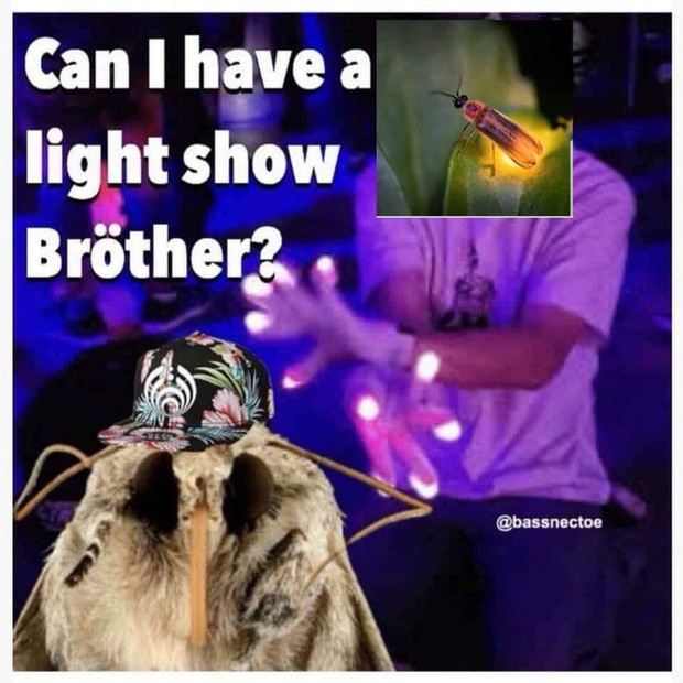Nguồn gốc của loạt meme con bướm đêm và chiếc đèn đang khuynh đảo Internet - Ảnh 8.