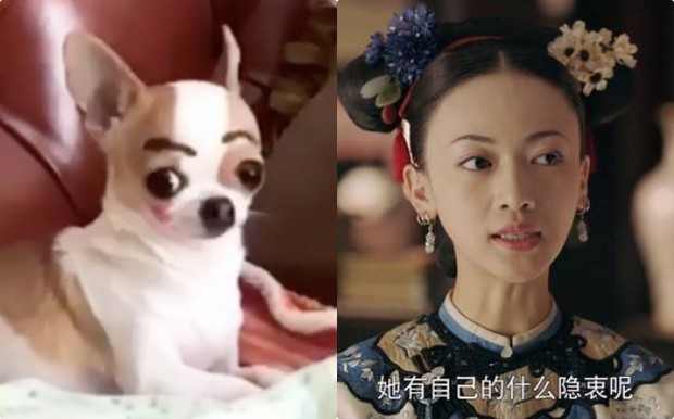 Dở khóc dở cười với clip chú chó chihuahua bất ngờ hot vì giống như chị em thất lạc của Ngụy Anh Lạc - Ảnh 3.