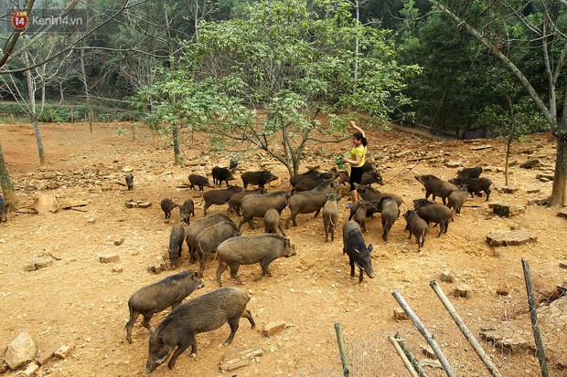 18 tuổi bỏ Đại học, về nhà nuôi lợn rừng kiếm 250 triệu đồng/năm - Ảnh 4.