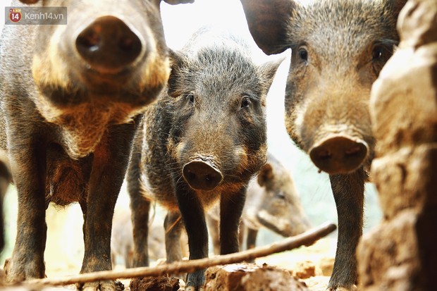 18 tuổi bỏ Đại học, về nhà nuôi lợn rừng kiếm 250 triệu đồng/năm - Ảnh 8.