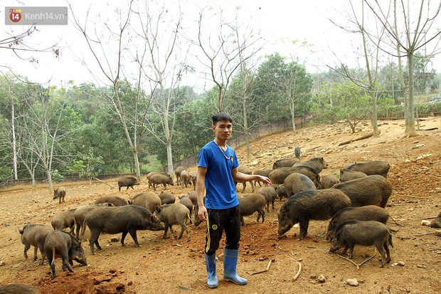 18 tuổi bỏ Đại học, về nhà nuôi lợn rừng kiếm 250 triệu đồng/năm - Ảnh 9.