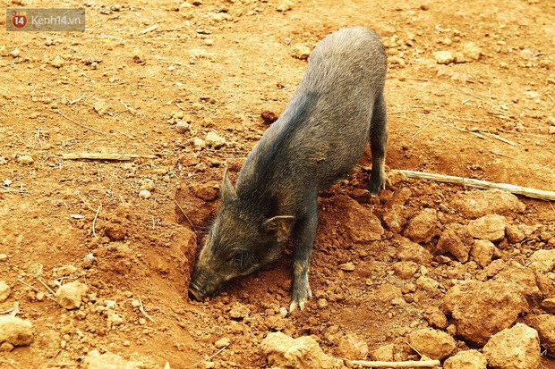 18 tuổi bỏ Đại học, về nhà nuôi lợn rừng kiếm 250 triệu đồng/năm - Ảnh 10.