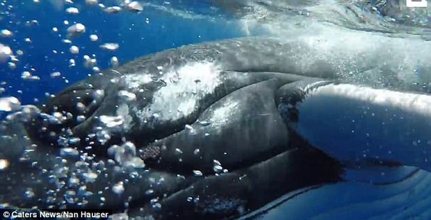 Thấy cá mập săn mồi lởn vởn, cá voi khổng lồ nặng 22 tấn lấy thân mình che chắn cho đội thợ lặn khỏi bị tấn công - Ảnh 2.