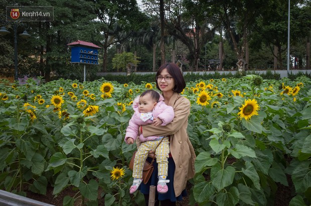 Chùm ảnh: Người dân Hà Nội kéo nhau đến vườn hoa hướng dương ở Hoàng thành Thăng Long chụp ảnh - Ảnh 5.