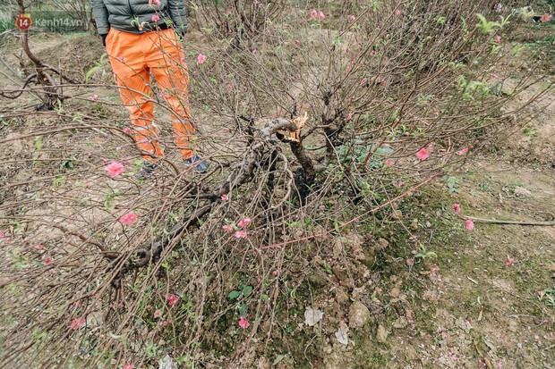 Chủ vườn nghi tự tử sau khi hàng trăm gốc đào bị chặt phá: Người nhà từ chối khám nghiệm tử thi - Ảnh 1.