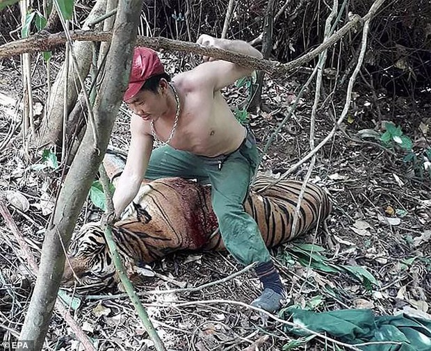 Từ bức ảnh Võ Tòng Thái Lan tay không đấm chết hổ, nhà chức trách bắt được băng nhóm buôn lậu động vật quý hiếm - Ảnh 1.