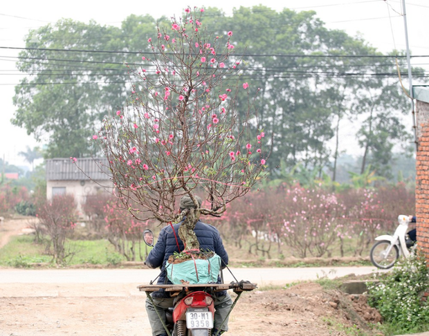 Cuộc sống bình dị của nông dân trồng đào tại Bắc Ninh sau sự cố 150 cây bị phá gây chấn động - Ảnh 11.