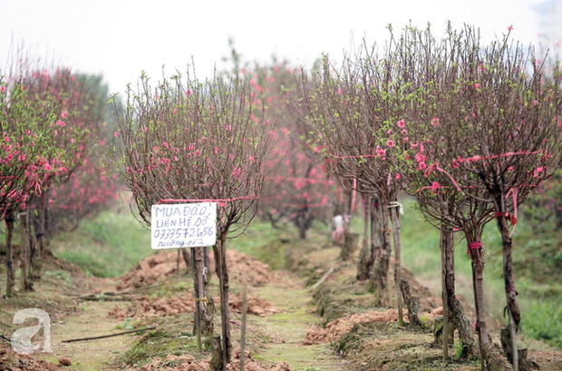Cuộc sống bình dị của nông dân trồng đào tại Bắc Ninh sau sự cố 150 cây bị phá gây chấn động - Ảnh 9.