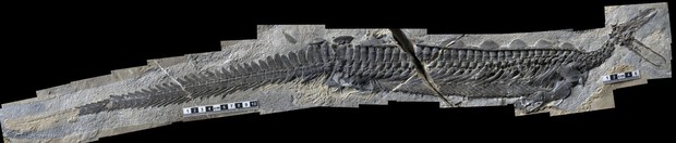 Mẫu hóa thạch kỳ lạ thân to đầu bé tí khiến các nhà khảo cổ học Mỹ đau đầu - Ảnh 1.