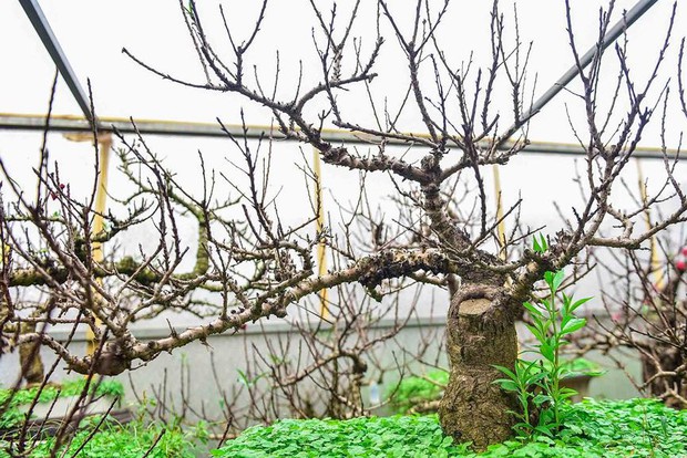 Đào thất thốn Nhật Tân tôi luyện thập kỷ có gì đặc biệt? - Ảnh 2.