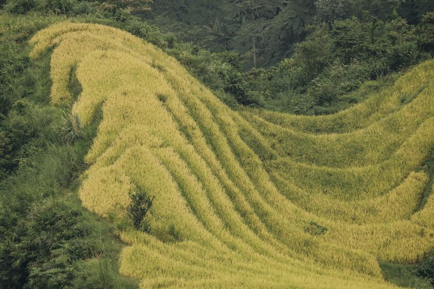 Review chuyến đi Hà Giang săn mùa vàng, chàng photographer khiến dân tình mê như điếu đổ với bộ ảnh đẹp mê hồn - Ảnh 9.