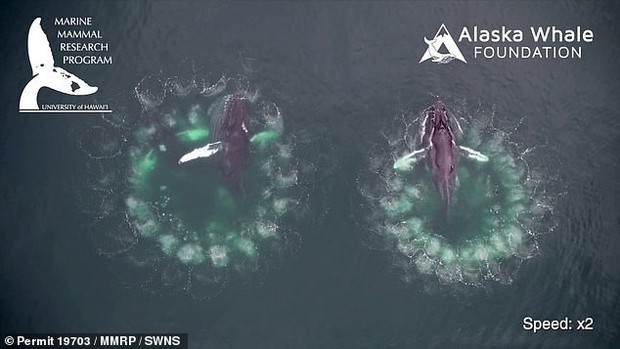 Video cực hiếm ghi lại quá trình cá voi đan lưới săn mồi: Cảnh tượng được xem là kỳ vĩ nhất của đại dương - Ảnh 2.
