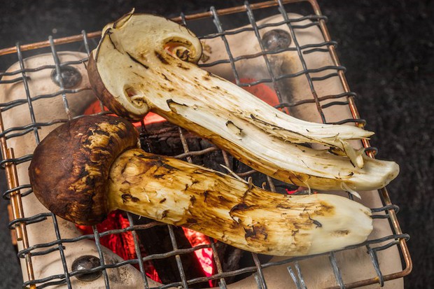 [NEWS] Matsutake - "vua của các loại nấm": 40 triệu đồng/kg nhưng vẫn được người Nhật ưa chuộng 8-1543552727163279847930-1571129476043381496246