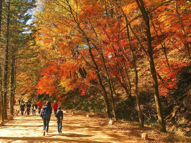 Đi Hàn Quốc mùa thu mà không ngắm lá đỏ thì uổng phí cả thanh xuân, lên lịch để hốt hình sống ảo liền nè! - Ảnh 9.