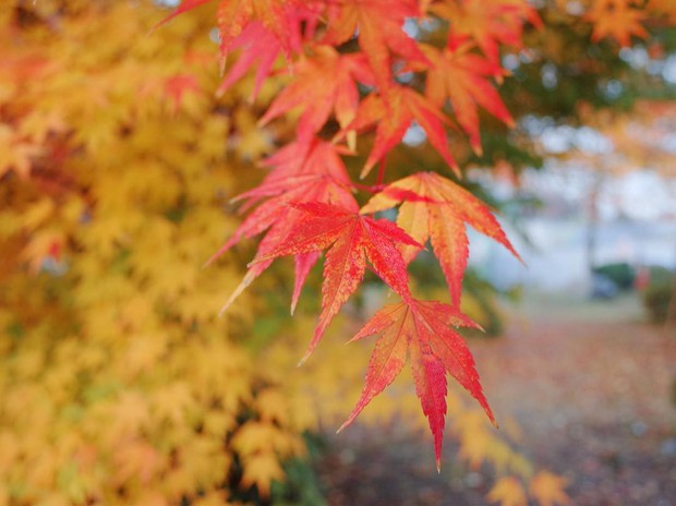 Đi Hàn Quốc mùa thu mà không ngắm lá đỏ thì uổng phí cả thanh xuân, lên lịch để hốt hình sống ảo liền nè! - Ảnh 4.
