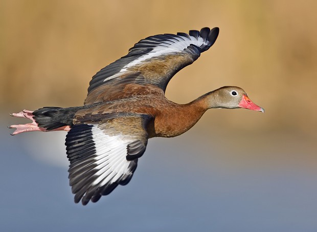 whistlingduckflight02-naturespics-edit1-1572084931100322520162.jpg