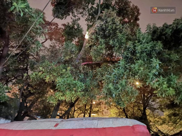 Hà Nội: Giải cứu người đàn ông nằm vắt vẻo trên cây giữa đêm - Ảnh 2.