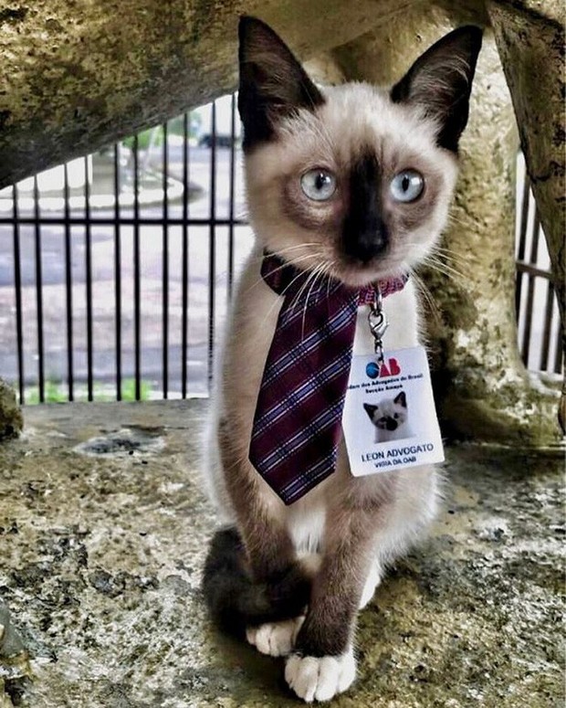 Boss mèo mặt dày lởn vởn ở văn phòng Hiệp hội Luật sư Brazil suốt 1 tuần liền, sau đấy được nhận vào làm chính thức luôn - Ảnh 8.