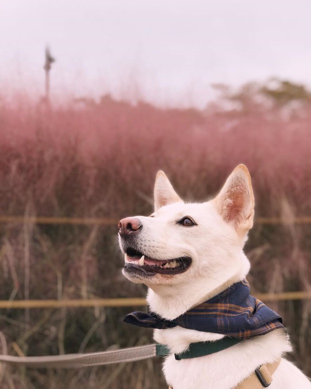 Mỗi độ thu về, cánh đồng cỏ hồng ở Hàn Quốc lại là địa điểm được hội thích sống ảo check in nhiều nhất trên Instagram - Ảnh 8.