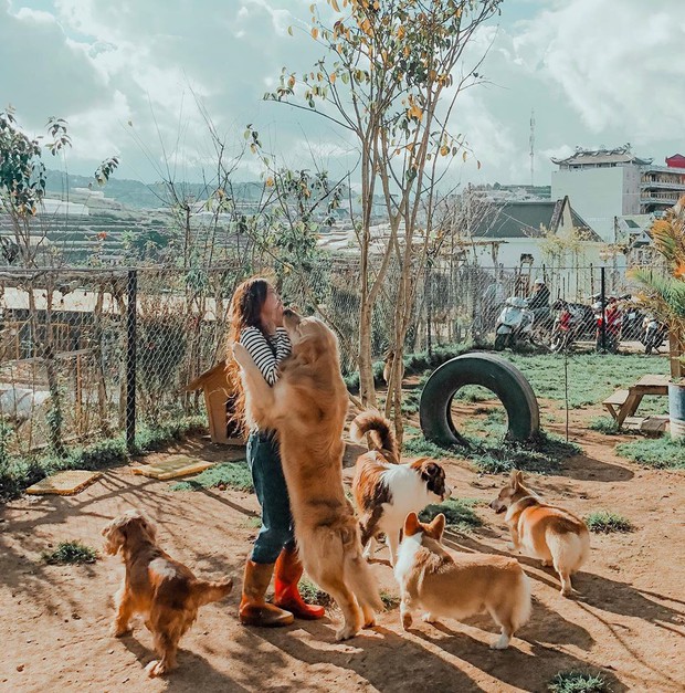 Going to Da Lat to become a "lotus" at 5 super cute dog cafes, now taking pictures to check-in with the new boss is a hot trend!  - Photo 2.